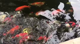 Feeding 100000$ Koi Fish