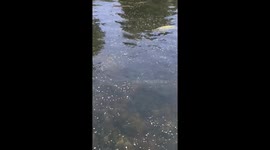 Seal spotted in Galway