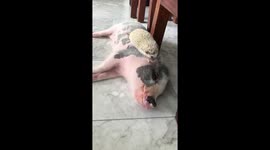 Hedgehog wakes sleeping mini pig up by whispering into his ear