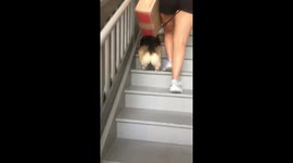 Adorable corgi bunny-hops up the stairs