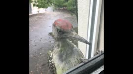 Angry woodpecker demands to be let in