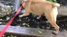 Bull mastiff eating sprinkler