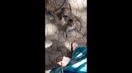 Funny monkey attack on tourists