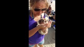 Slow loris biting tourist