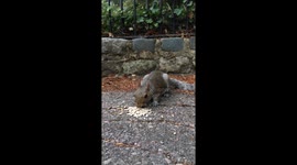 SQUIRREL
