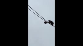 Young orangutan going for the gold on DC's National Zoo's O-Line 50 ft above the ground.