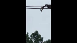 Applause for two-year old orangutan Redd at DC's National Zoo