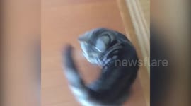 Crazy cat