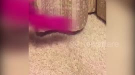 Crazy cat part 2