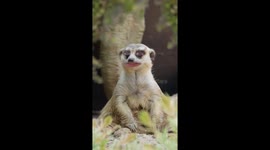 Meerkat Rant