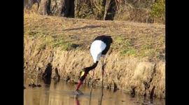Saddle billed stork catches a fish