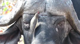 Bird eagerly gives big buffalo full facial cleaning