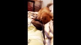 Dog and ferret playing