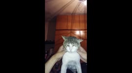 Cat enjoy massage