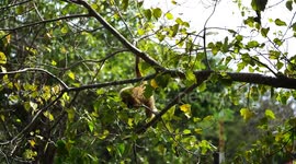 Baby white face gibbon eating in a tree.