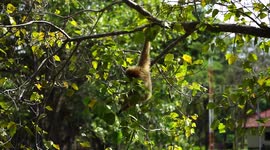 Baby white faced gibbon in a tree.