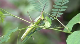 Grasshopper munching a green leaf.