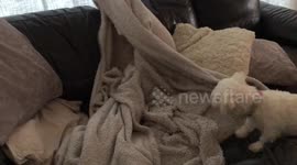 Cute dog gets lost in tangled blanket