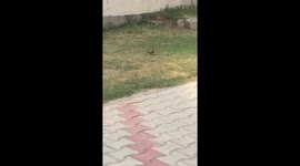 Woodpecker