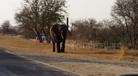 Cheeky elephant checks himself back into home after night out on game reserve
