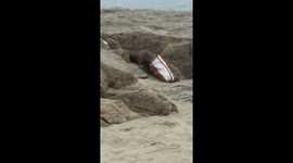 Beach squirrel steals my doritos!