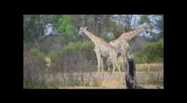 Epic giraffe fight (clean no branding)