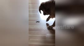 Fidget spinner is endless entertainment for this dog