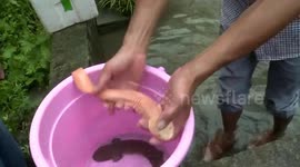 Rare golden salamander spotted in central China