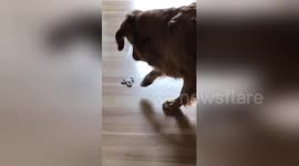 Fidget spinner is endless entertainment for this dog
