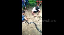 King cobra learns lesson after swallowing rat snake trapped in fishing net