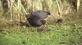 Dusky Moorhens feeding their cute, bald chicks