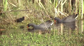 Lovely! Dusky Moorhens feeding their chicks then one disappears into the rushes