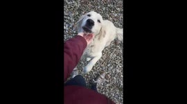 Cute golden girl demanding non stop pets
