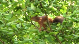 Red squirrel searching for hazelnuts