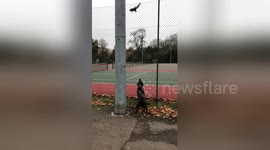 Squirrel in London park makes spectacular leap to avoid pair of dogs