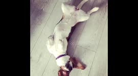 Beagle howls and then plays dead as owner pretends to shoot her