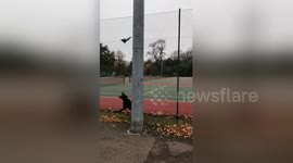 Squirrel in London park makes spectacular leap to avoid pair of dogs