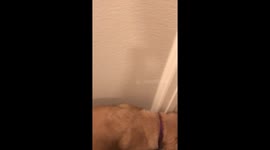 Dogs Love Waking Up Baby Brother