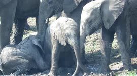 Mother elephant lends her clumsy calf a helping trunk to stand up