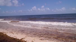 Playas de Sian Kaan con Sargazo