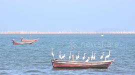 Birds take over a fishing boat.