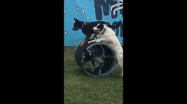 Dogs show off amazing teamwork in barrel roll trick