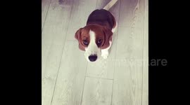 Beagle howls and then plays dead as owner pretends to shoot her