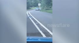 Escaped WALLABY filmed bouncing alongside shocked motorists in Devon