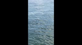 Up close to magestic Manatees in Florida Keys