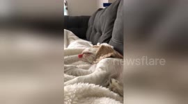 Sleeping pup has ridiculously long tongue