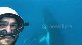 Australian man captures incredible close up with humpback whale