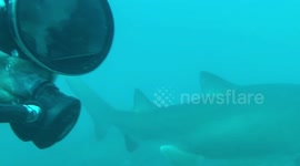Grey nurse sharks encircle swimmer in Australia