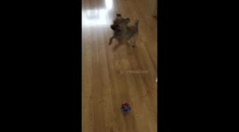 Adorable dog thinks she’s a bucking bronco