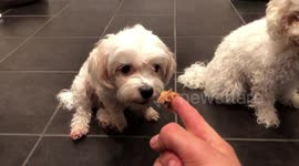 My dogs love peanut butter!!